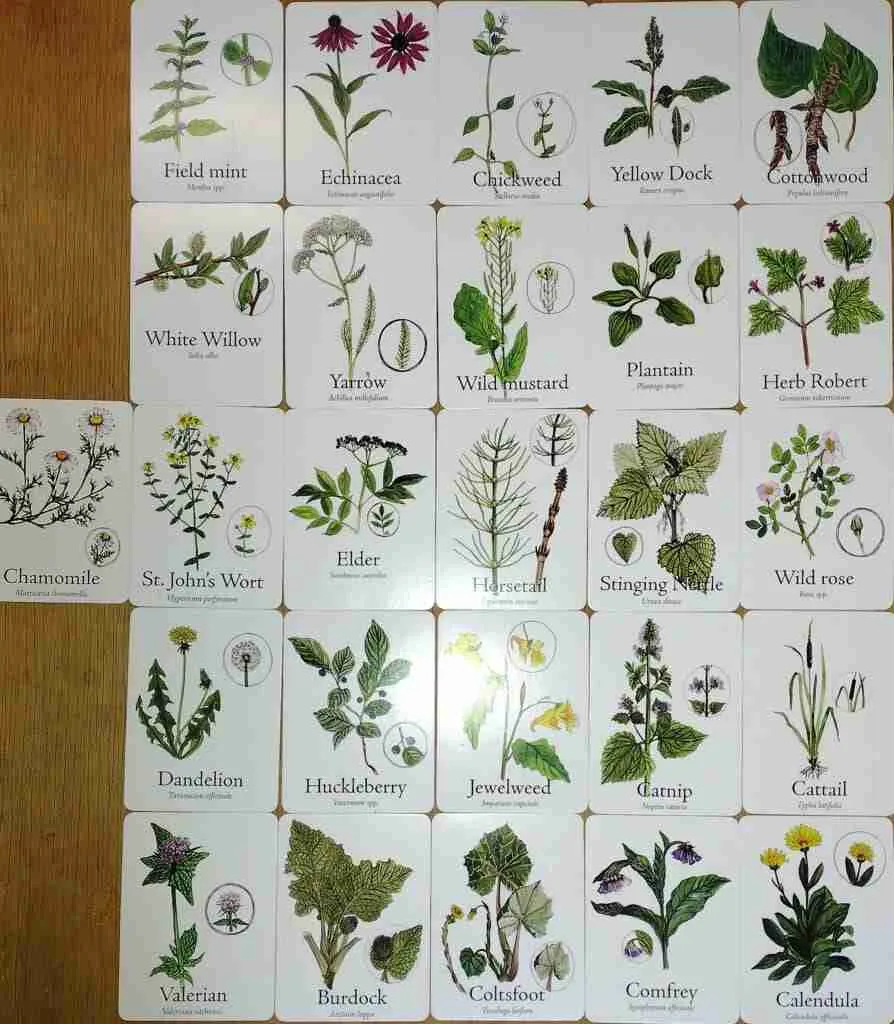 Wildcraft herbs